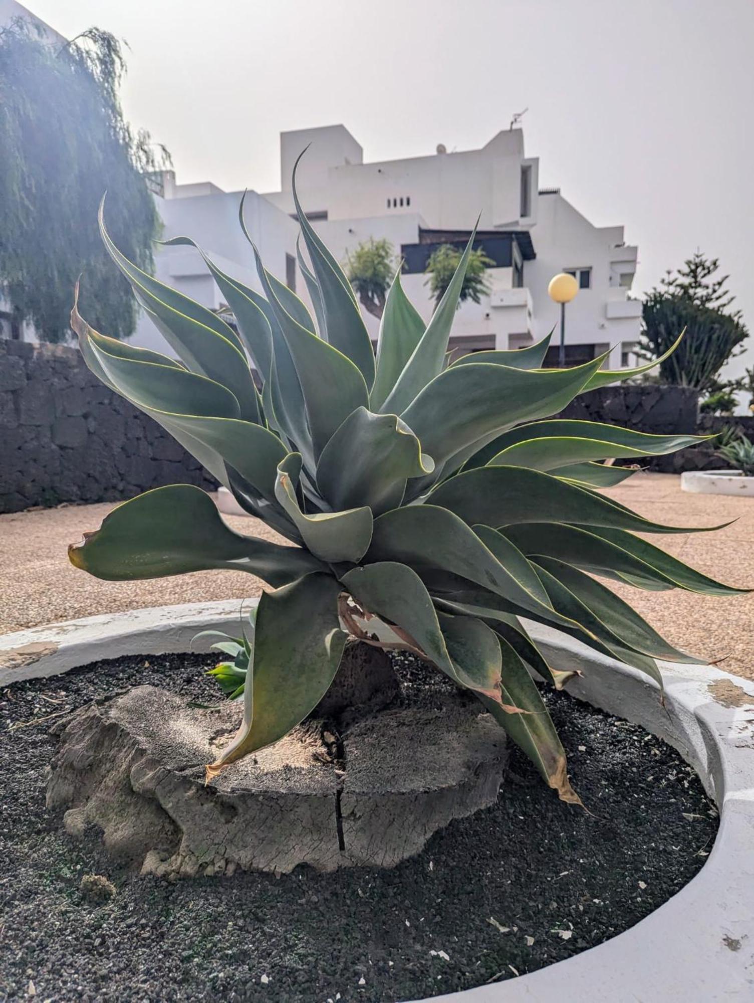 Charming Flat In Los Molinos With Terrace & Pools, Near Playa Bastian コスタ・テギセ エクステリア 写真